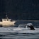 A boat moving through waters next to a diving whale in Southeast Alaska